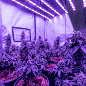 cannabis plants in purple room