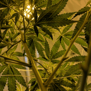 underside view of cannabis leaves