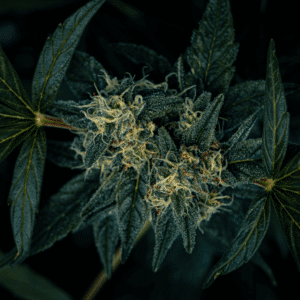 cannabis flower leaves and buds