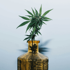 cannabis flower in gold glass bottle