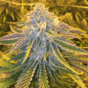 bright image of flowering cannabis plant