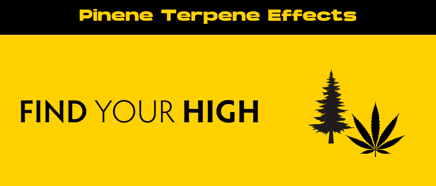 black and yellow banner image for pinene terpene effects blog