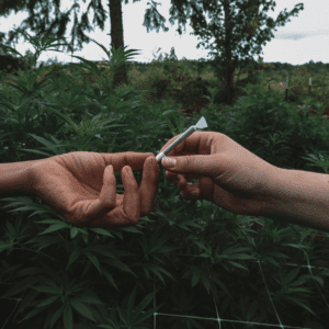 two people passing a joint in a cannabis field