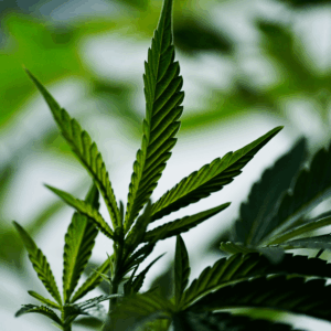 green leaf
