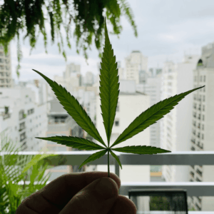 weed leaf in front of city skyline