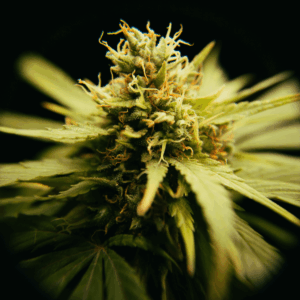 up close of cannabis flower bud